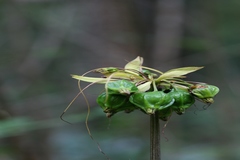 Tacca leontopetaloides